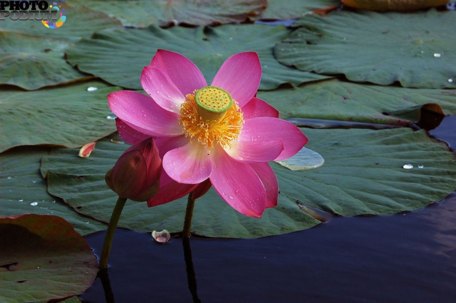 Что такое лист листовая пластинка черешок жилки