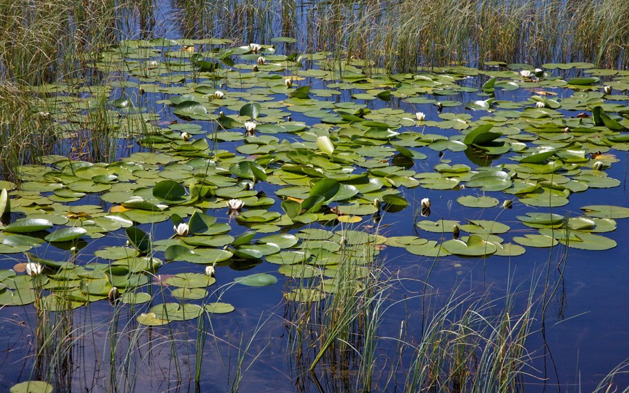 Кувшинка белая Nymphaea Alba l.