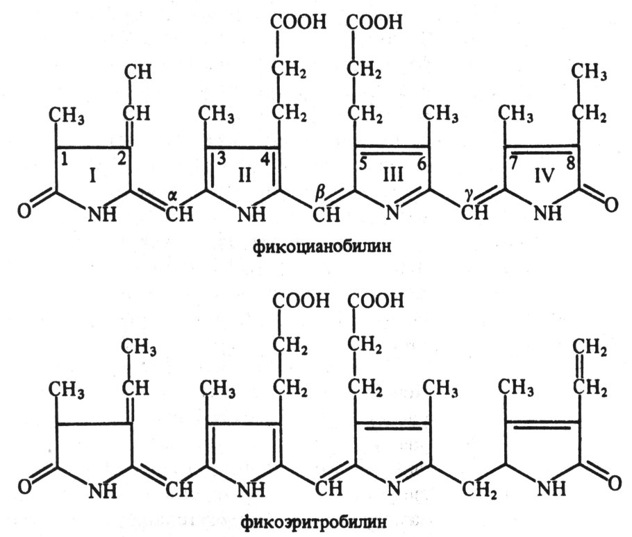 Хлорофилл в растениях