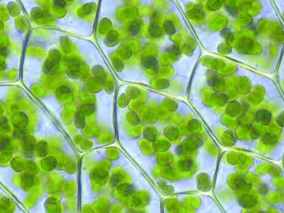 Темновая фаза фотосинтеза процессы