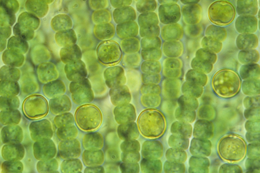 Модель молекулы хлорофилла