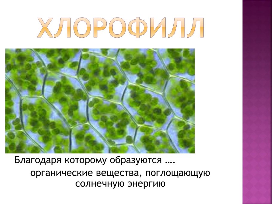 Багрянки класс, семейство,, род,вид