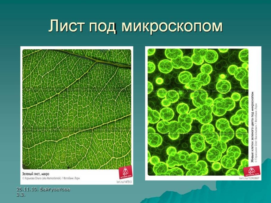 Цианобактерии хлоропласты