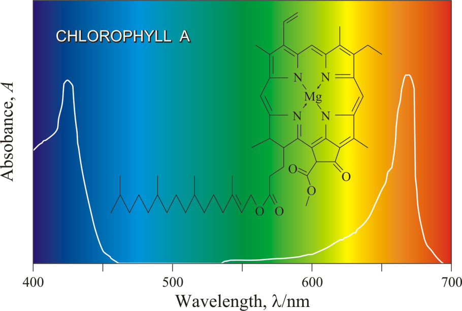 Структура хлорофилла и гемоглобина