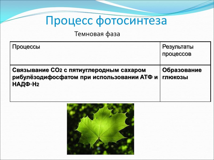 Пигменты листьев хлорофилл и