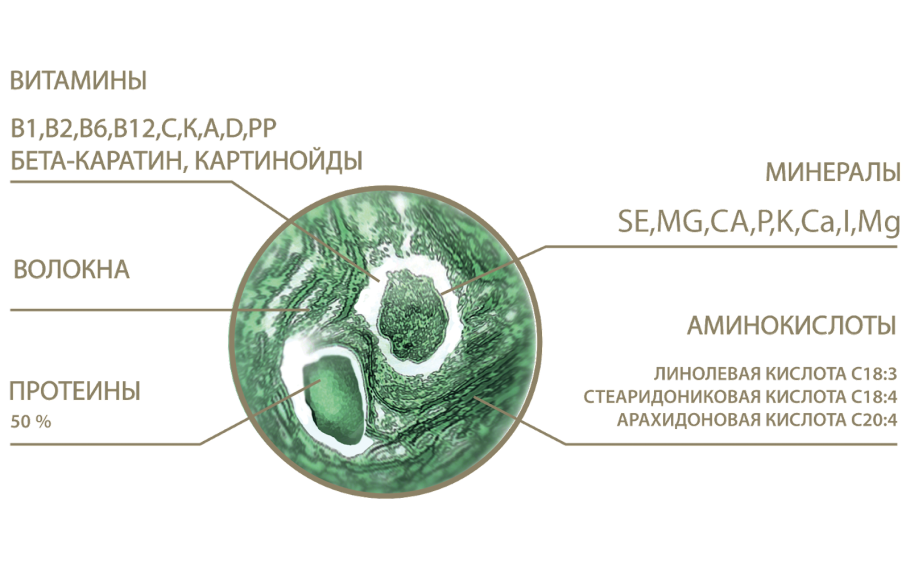 Строение гема и хлорофилла