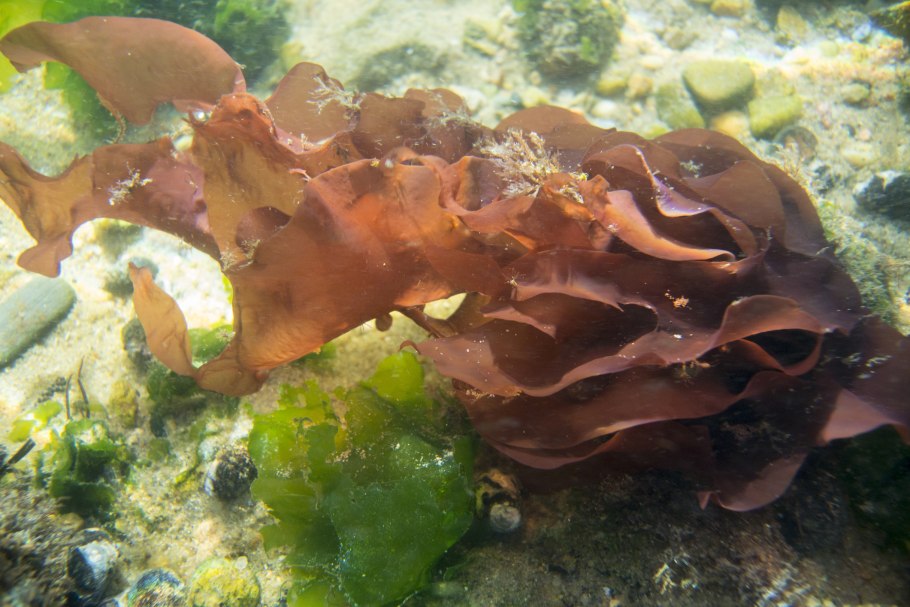 Живая спирулина