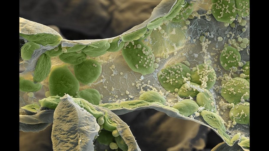 Желтые прожилки на листьях