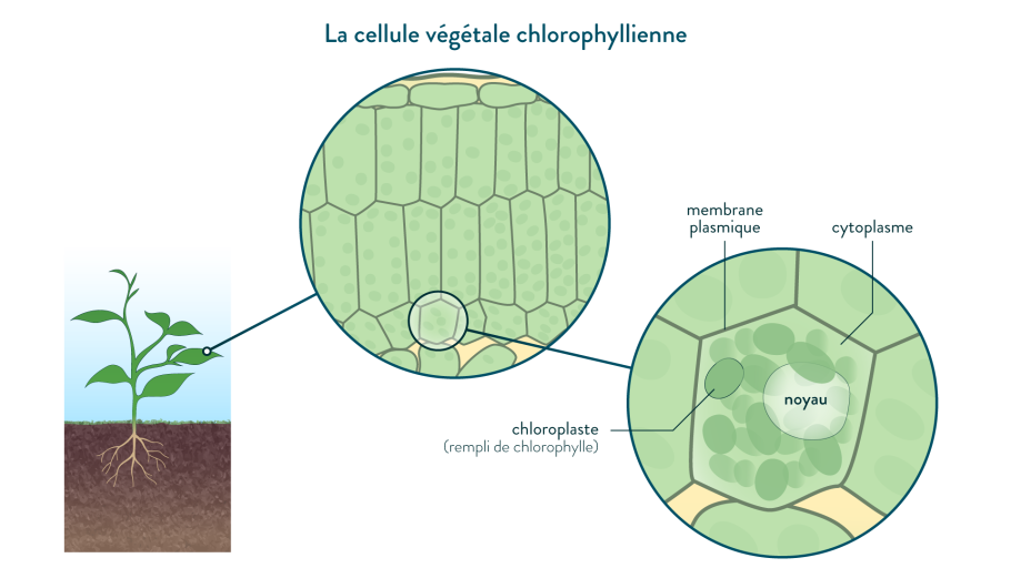 Хлоропласт в микроскопе