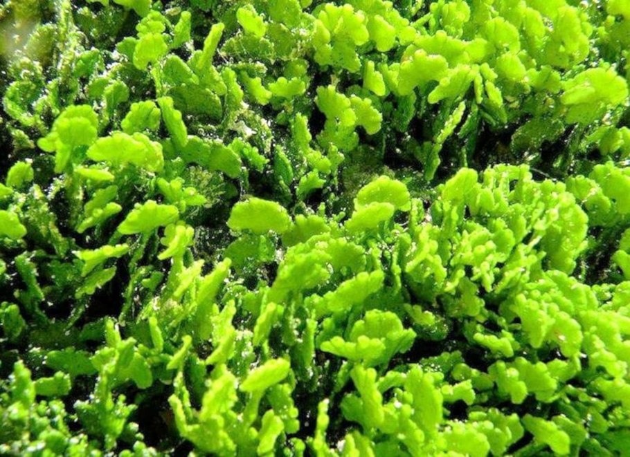 Хлорофилл порошок