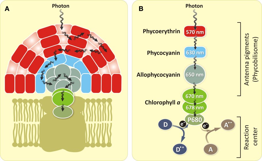 Цианобактерии хлорофилл