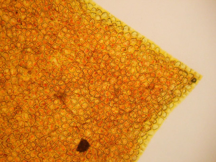 Зеленый лист под микроскопом