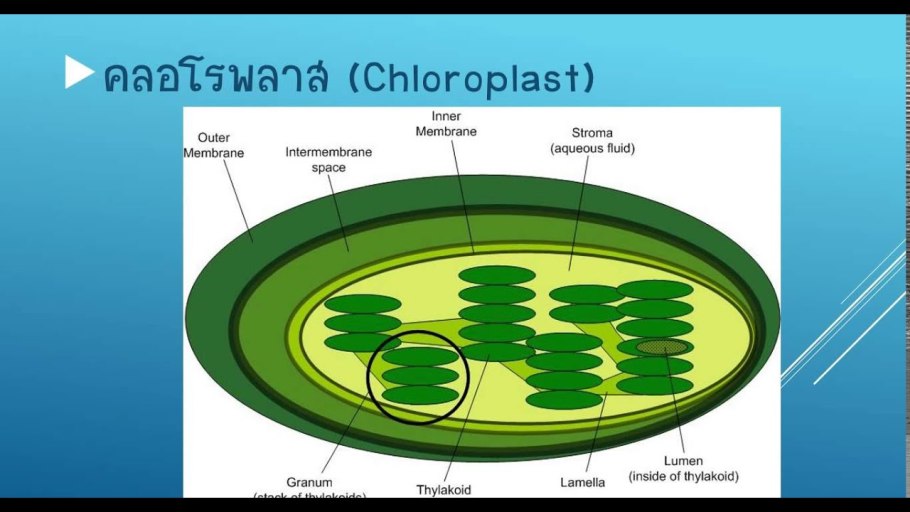 Цианеи сине зеленые водоросли
