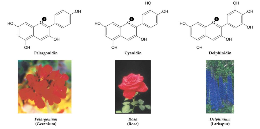 Хлорофилл а и б формулы