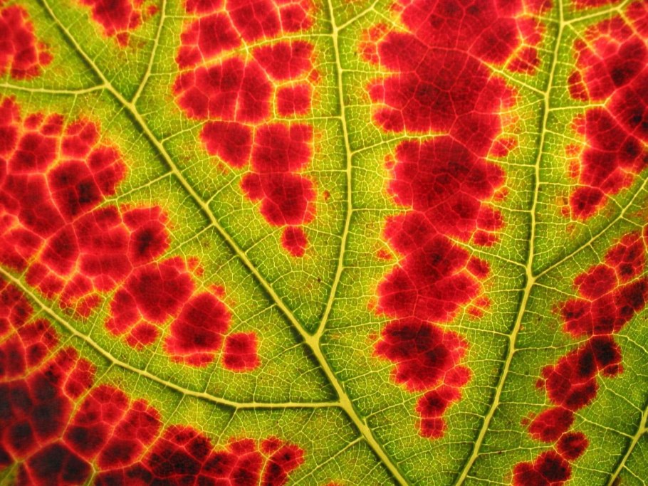 Цианобактерии пластиды