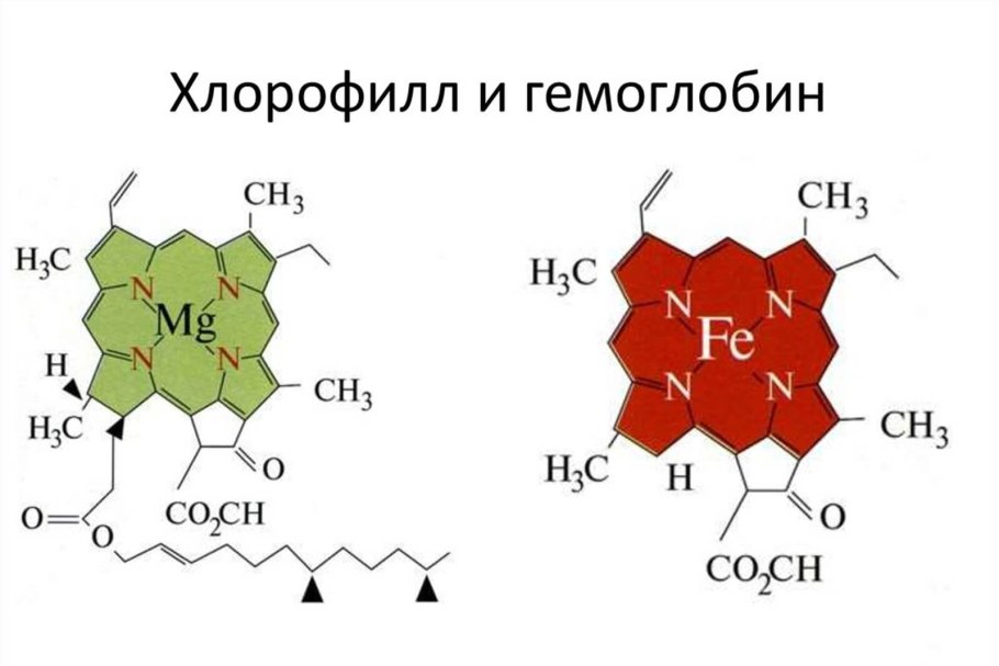 Хлоропласт микрофотография