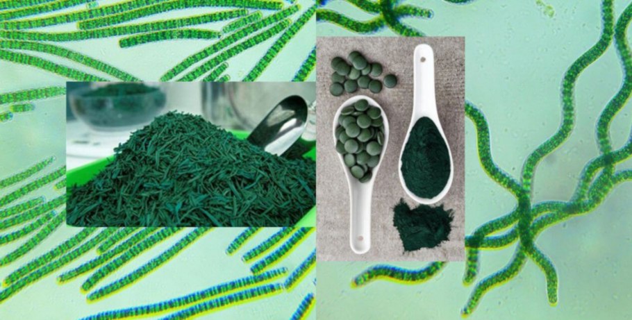 Биоэтанол водоросли