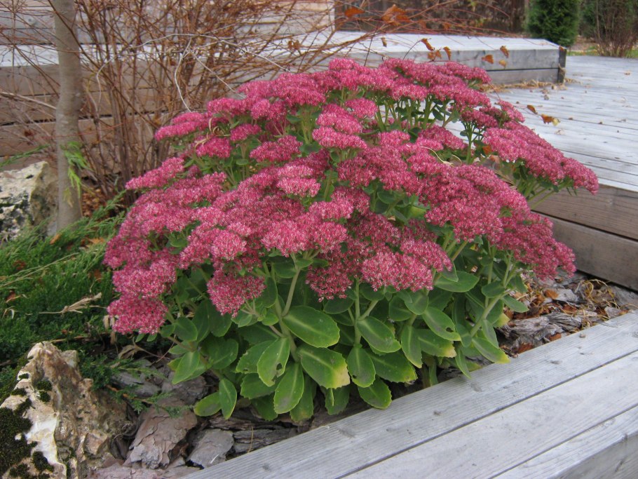 Очиток Видный 'Brilliant'