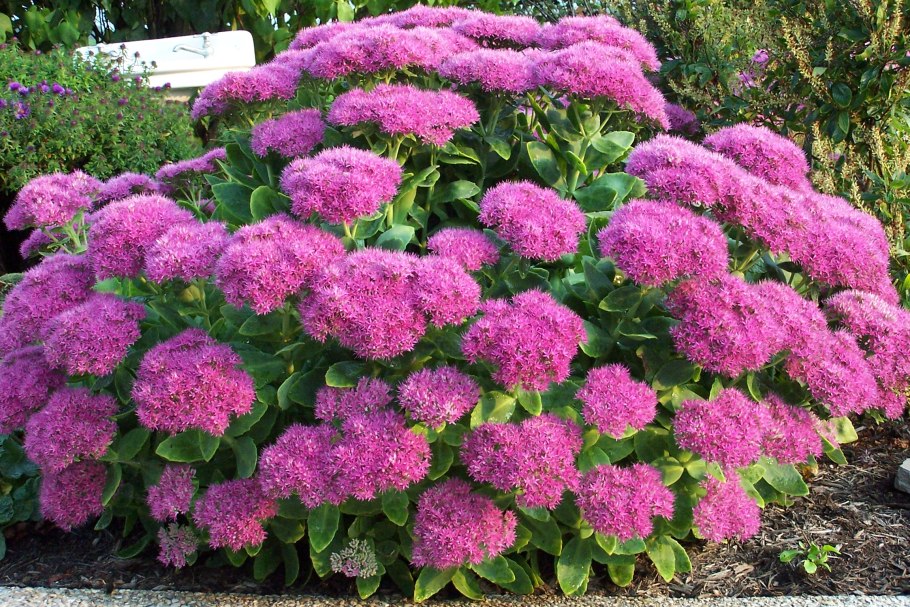 Лиатрис спиката spicata