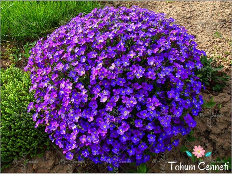 Обриета чарующий Марокко