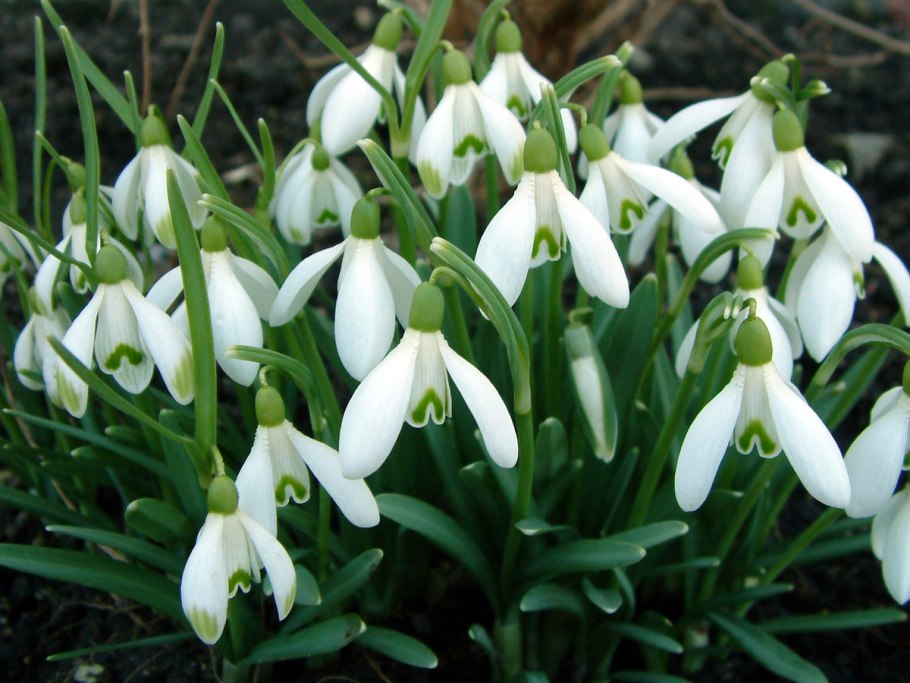Подснежник кавказский – Galanthus caucasicus (Baker) Grossh