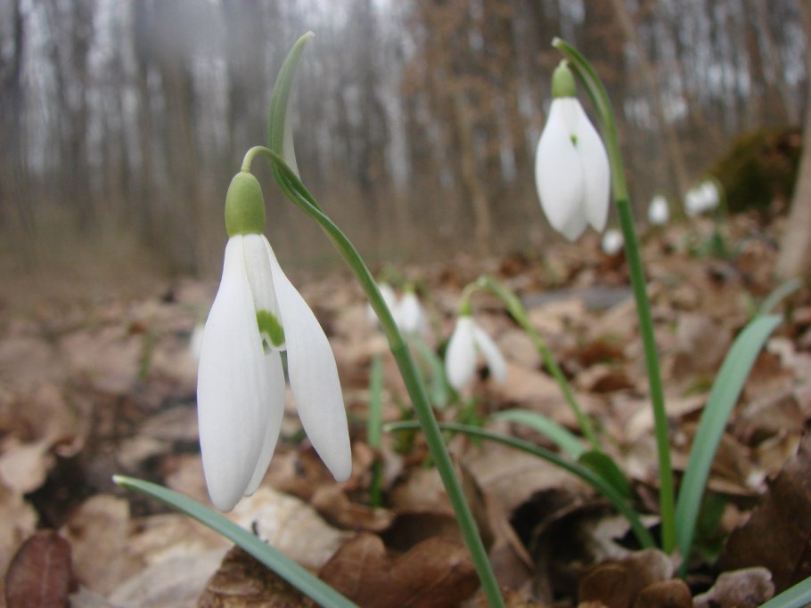 Подснежник Борткевича