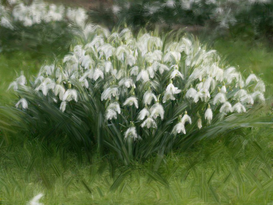 Galanthus nivalis