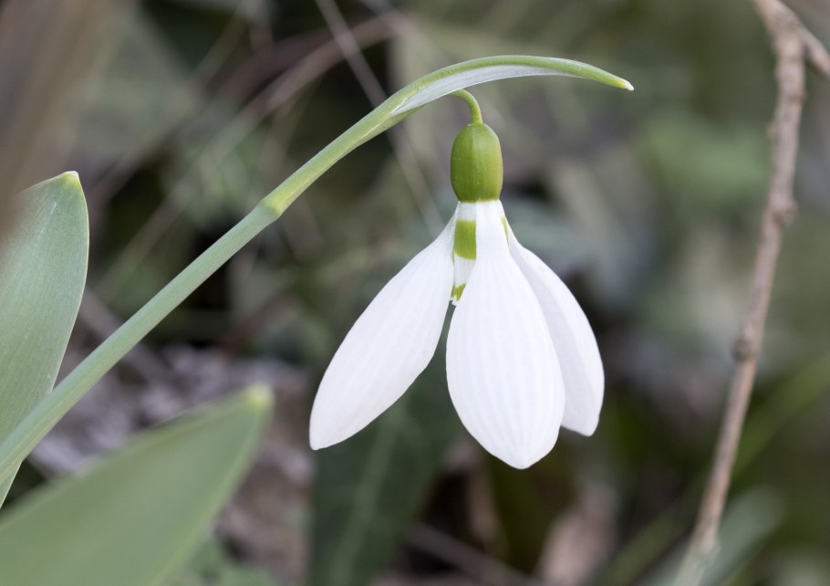 Редкие подснежники