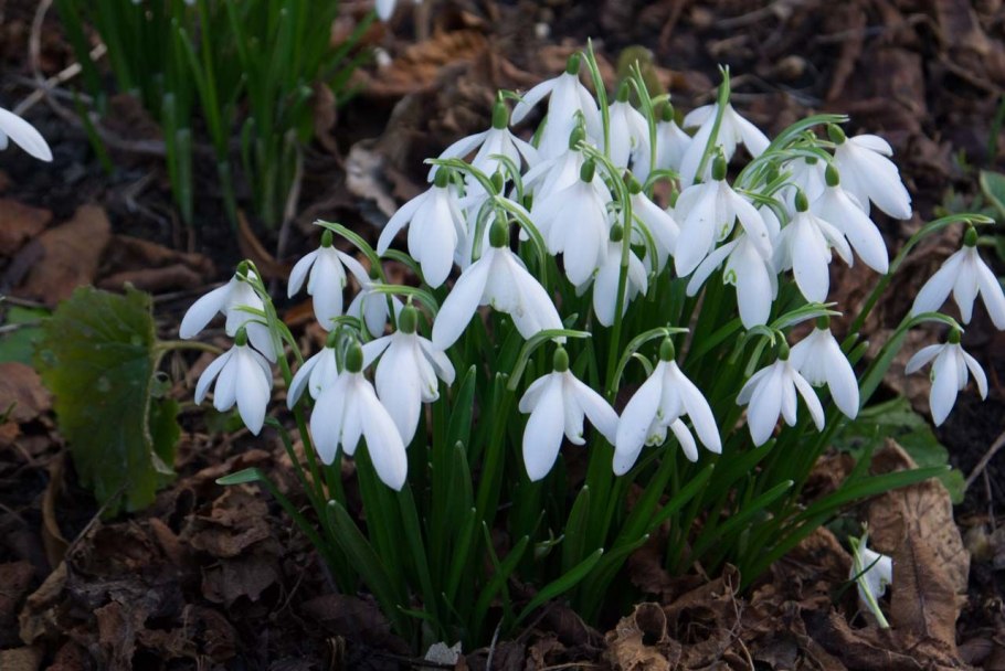 Подснежник кавказский – Galanthus caucasicus (Baker) Grossh