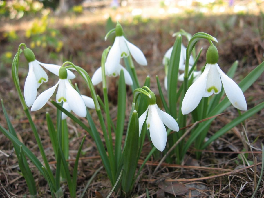 Галантус снежный