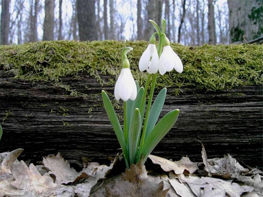Galanthus plicatus Bieb