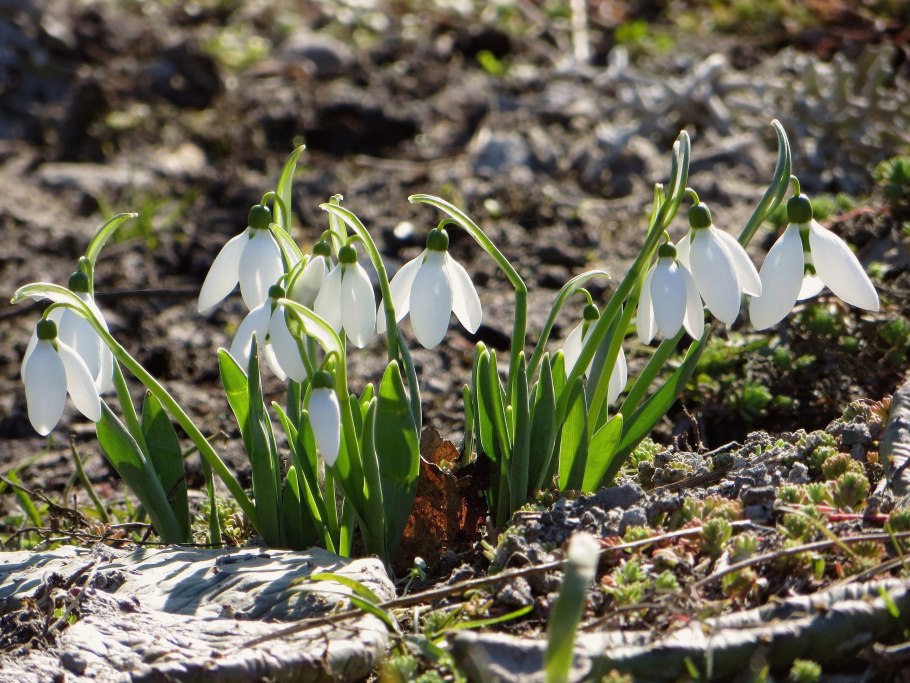 Галантус nivalis