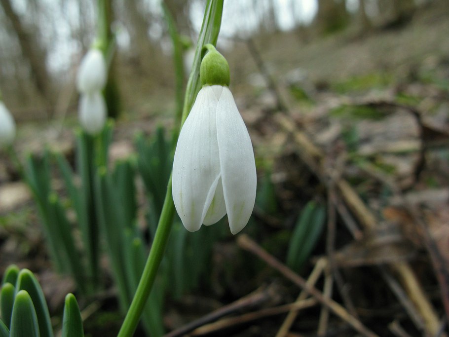 Весенний первоцвет - Подснежник