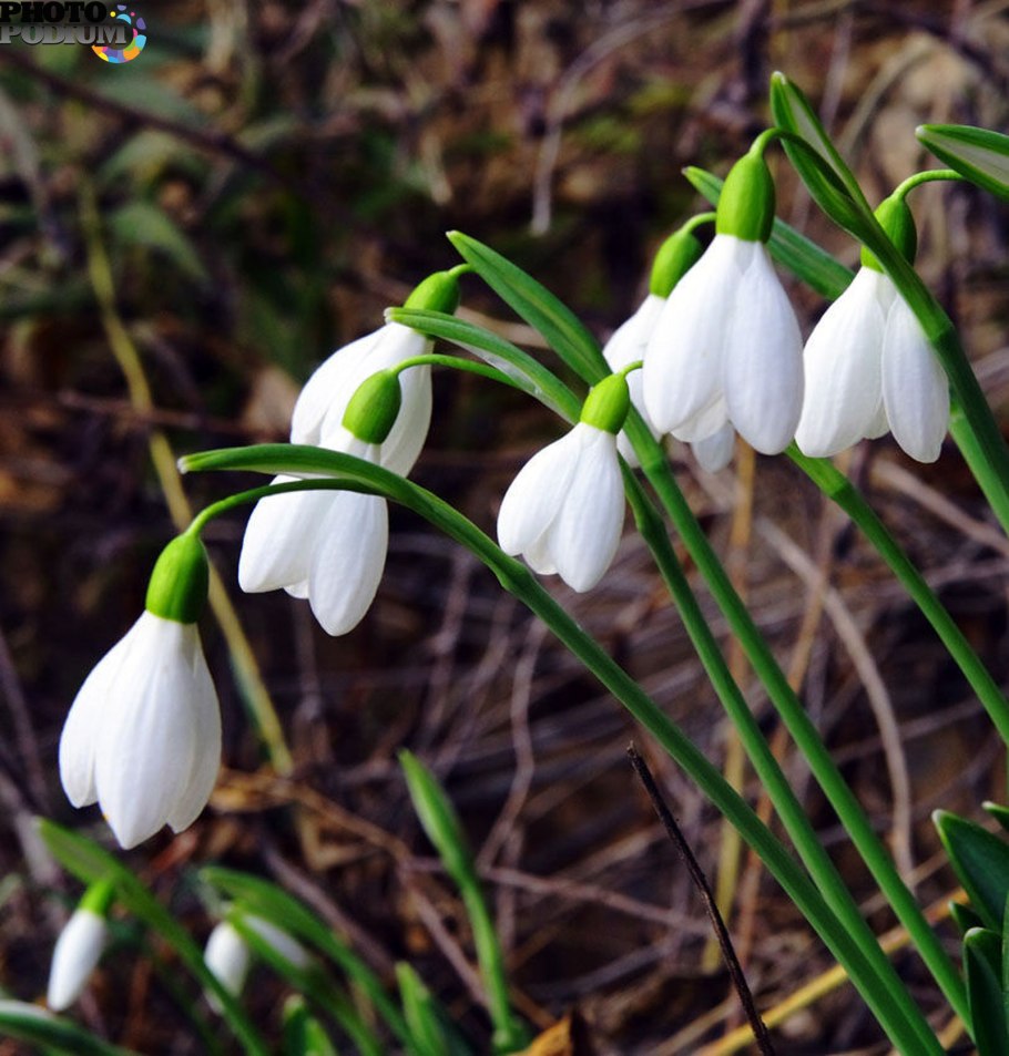 Галантус Элвиса