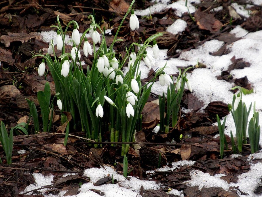 Галантус woronowii