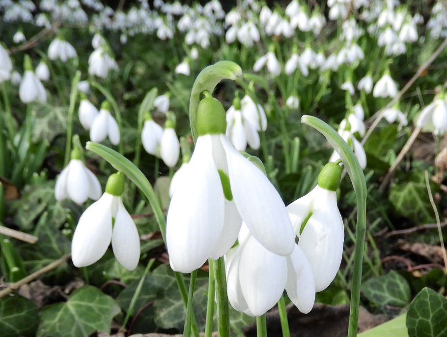 Галантус широколистный