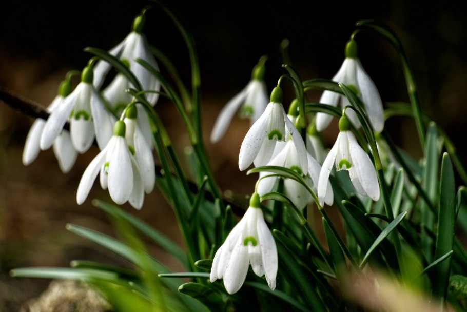 Galanthus Alpinus