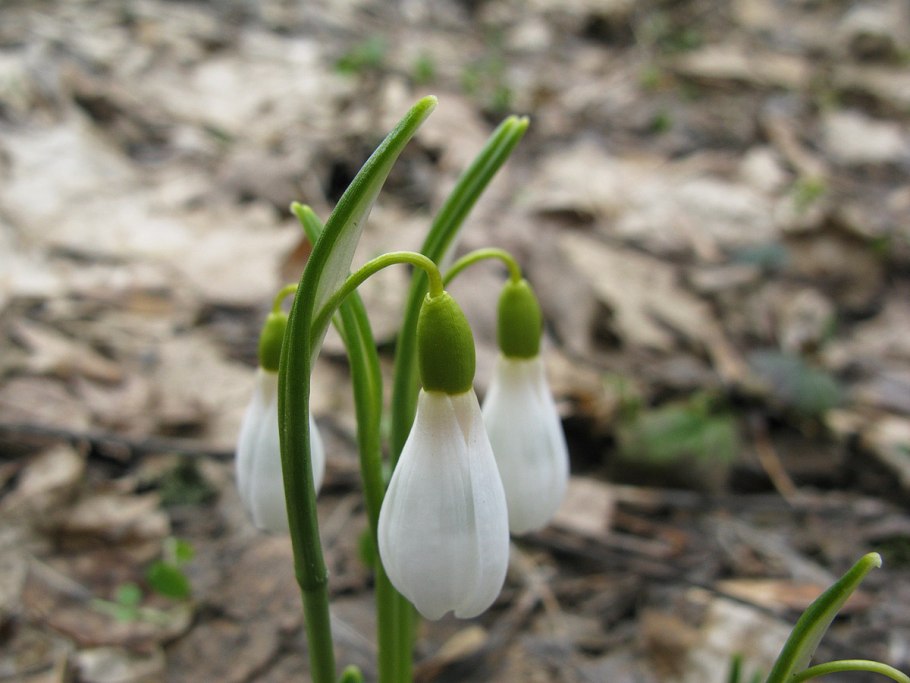 Подснежник кавказский – Galanthus caucasicus (Baker) Grossh