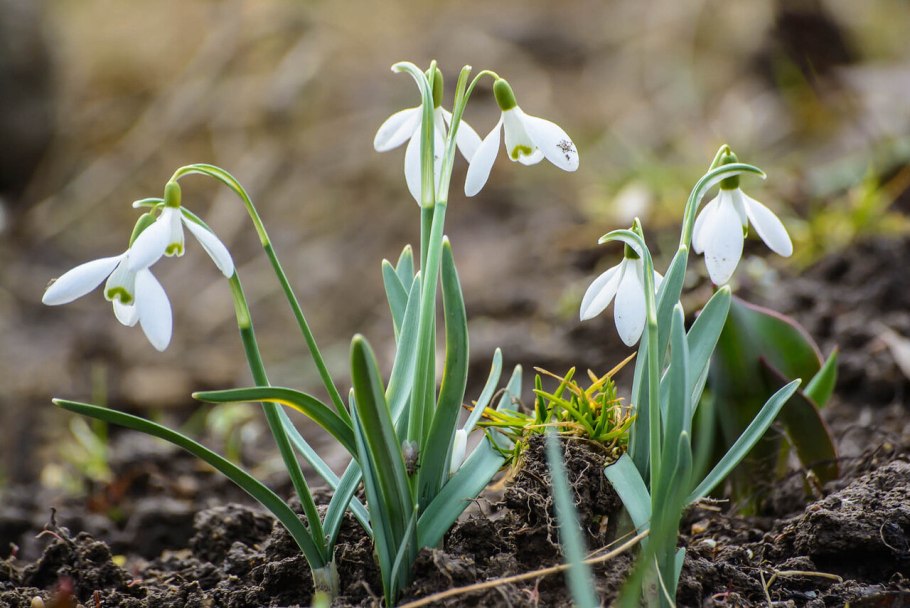Галантус складчатый