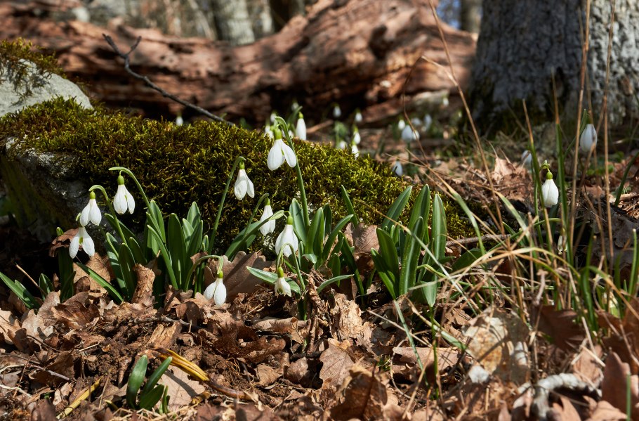Подснежник кавказский Galanthus caucasicus