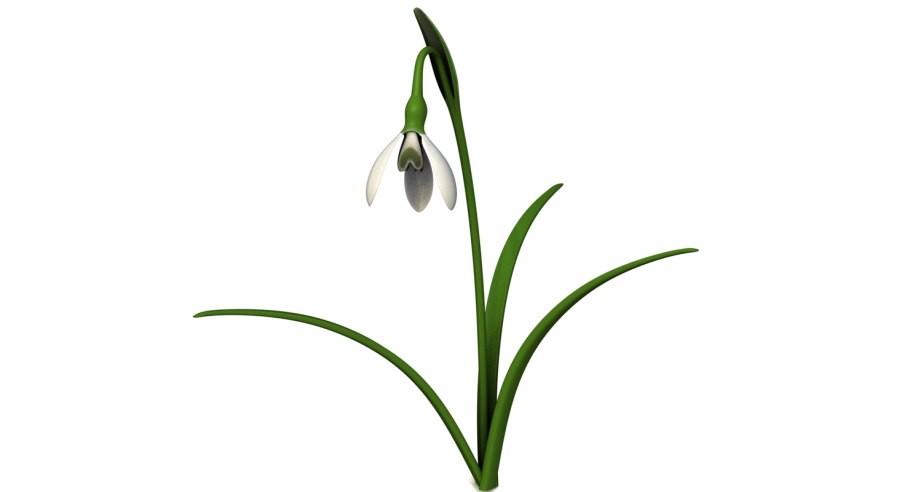 Галантус элвесил (луковица)