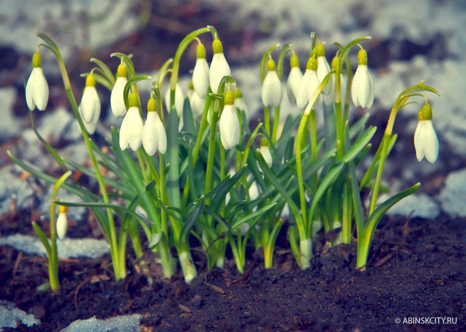 Подснежники Мангуп