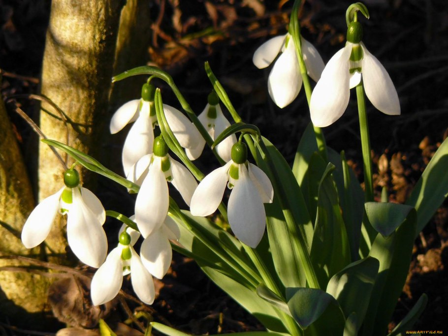 Подснежник woronowii