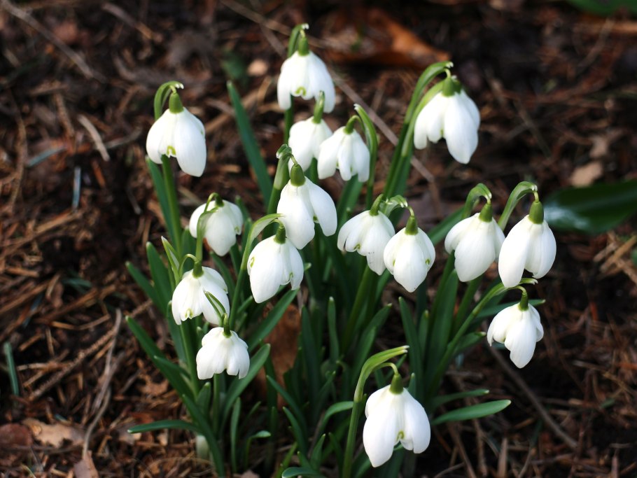 Галантус складчатый