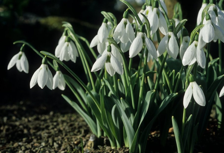 Высокий Подснежник садовый