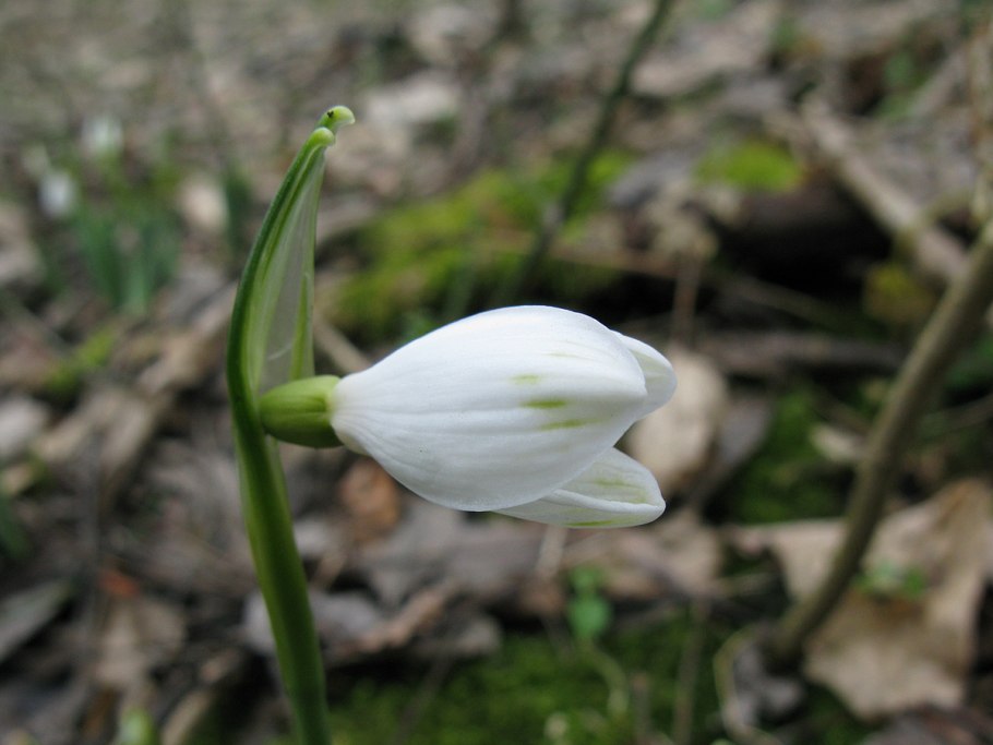 Подснежники в Крыму