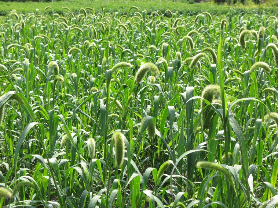 Растения ельника