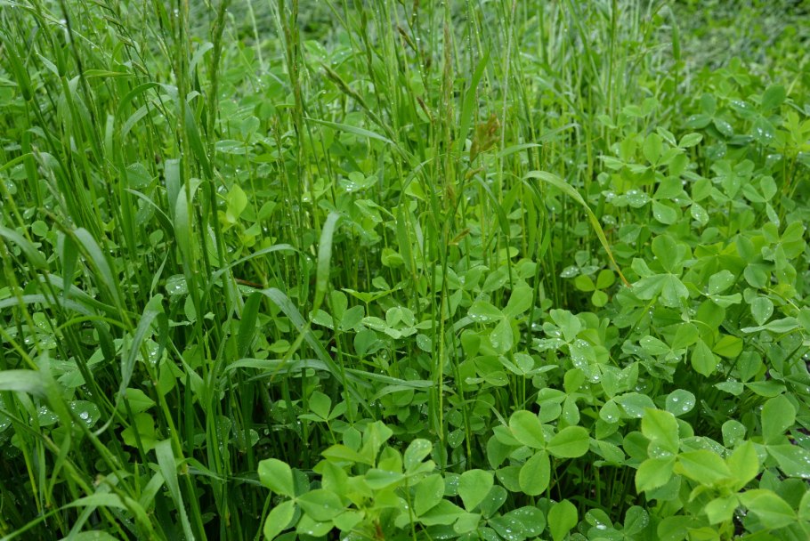 Люцерна бобовые