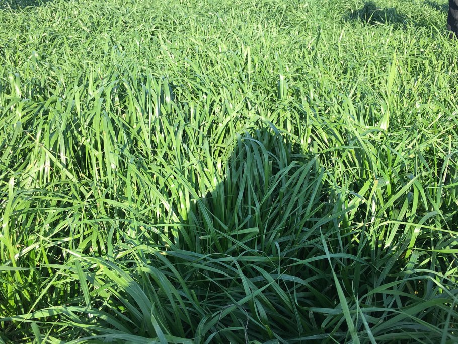 Сенаж люцерны