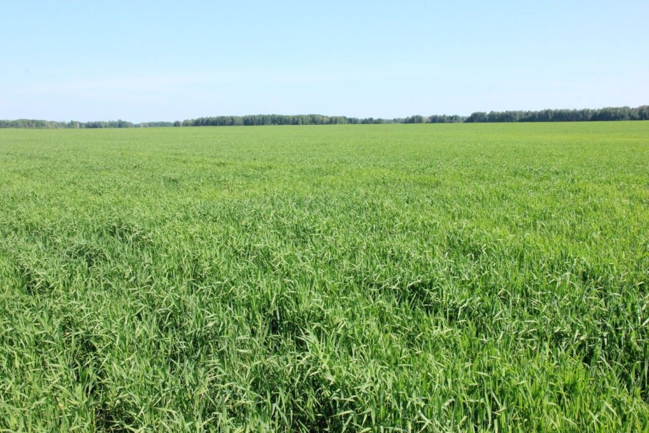 Многолетние травы на корм